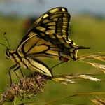Schwalbenschwanz bei den Hills