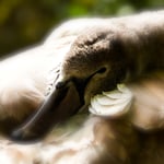 Jungschwan, Schönenwerd