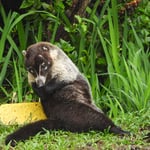 Nasenbär, Costa Rica 