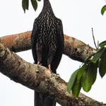 Haubenguan, Gandoca, Costa Rica 