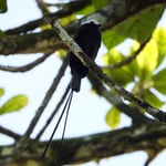 langschwänziger Tyrann, Gandoca, Costa Rica 