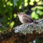 Zaunkönig, Klingnauer Stausee
