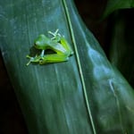Glasfröschli, Costa Rica