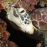 Greenturtle, Bunaken
