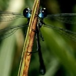 Schau mir in die Augen...liebes Libellchen 