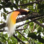 Paradiesvogel, Kaimana Indonesien