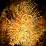 Hairy Frogfish