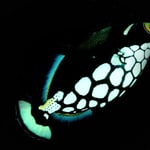 Leopardendrücker, leider nicht perfekt im Licht, aber er war der Lieblingsfisch meiner Mutter, 2022