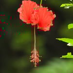 Hibiscus, Costa Rica 