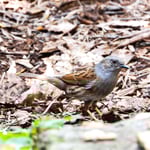 Heckenbraunelle im Seleger Moor