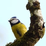 Blaumeise, Seleger Moor 