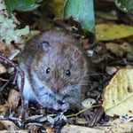 Rötelmaus am Vogelfutter stiebitzen