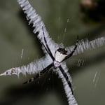 Argiope... irgend eine Spinne, Costa Rica 