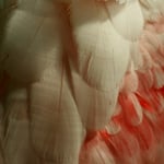 Details in Rosa, Papiliorama