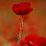 einzigartig unter vielen :)