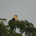 Gelbkopfkarakara, La Fortuna, Costa Rica