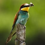 Bienenfresser mit Hummel, Ihringen 07/23