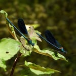 2 Prachtslibellen in Kroatien 