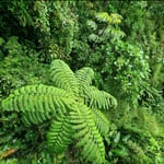 Riesenfarne