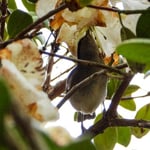 ...er trinkt an einer Blüte