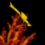 Hände hoch, Indonesien