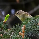 Zilpzalp, Seleger Moor 