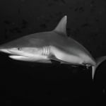 Kraftvoll, Malediven 2022