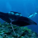 Paarungstanz der Mantas, 2022