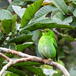 Honeycreeperweiblich, Costa Rica