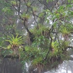 wie in einer anderen Welt, Nebelwald Costa Rica 