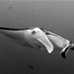 Mantastic, Malediven 2022