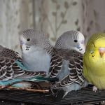 Khuda, Googi, Gogo, Kiwi von links her 