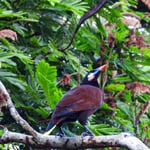 Montezuma Oropendula...macht einen Riesenlärm morgens, Costa Rica 