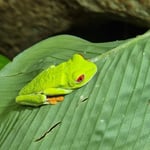 Rotaugenfrosch, Costa Rica 