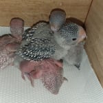 ...sie gedeihen alle 4, was für ein Wunder 