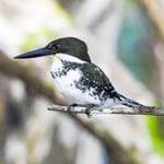 Grünfischer, Familie der Eisvögel, Gandoca, Costa Rica 
