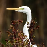 Seidenreiher im Neeracher Ried