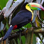 am Morgen im Lodge-Garten, Regenbogentukan