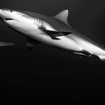 Eleganz pur, Malediven 2022