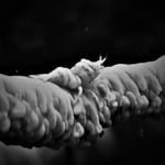 Peitschenkorallen-Shrimp, Bunaken