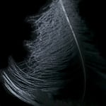 ...sie ist mir aus dem nichts vor die Füsse gefallen....