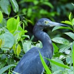 Blaureiher, Tortugero, Costa Rica 