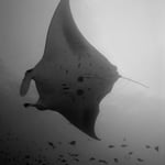 in jedem Blickwinkel mantastisch, Malediven 2022