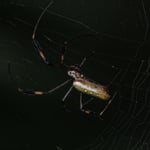 Seidenspinne, es wimmelt von denen, Costa Rica 