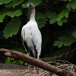 Waldstorch, Tarcoles Fluss, Costa Rica 