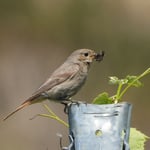 Rotschwänzchen im Kaiserstuhl (D)