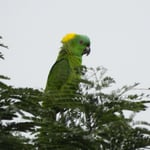 Gelbnackenamazone :), Costa Rica