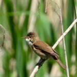 Drosselrohrsänger, Stille Reuss 