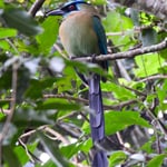 Motmot, Costa Rica