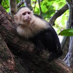 Kapuzineräffchen, Manuel Antonio, Costa Rica 